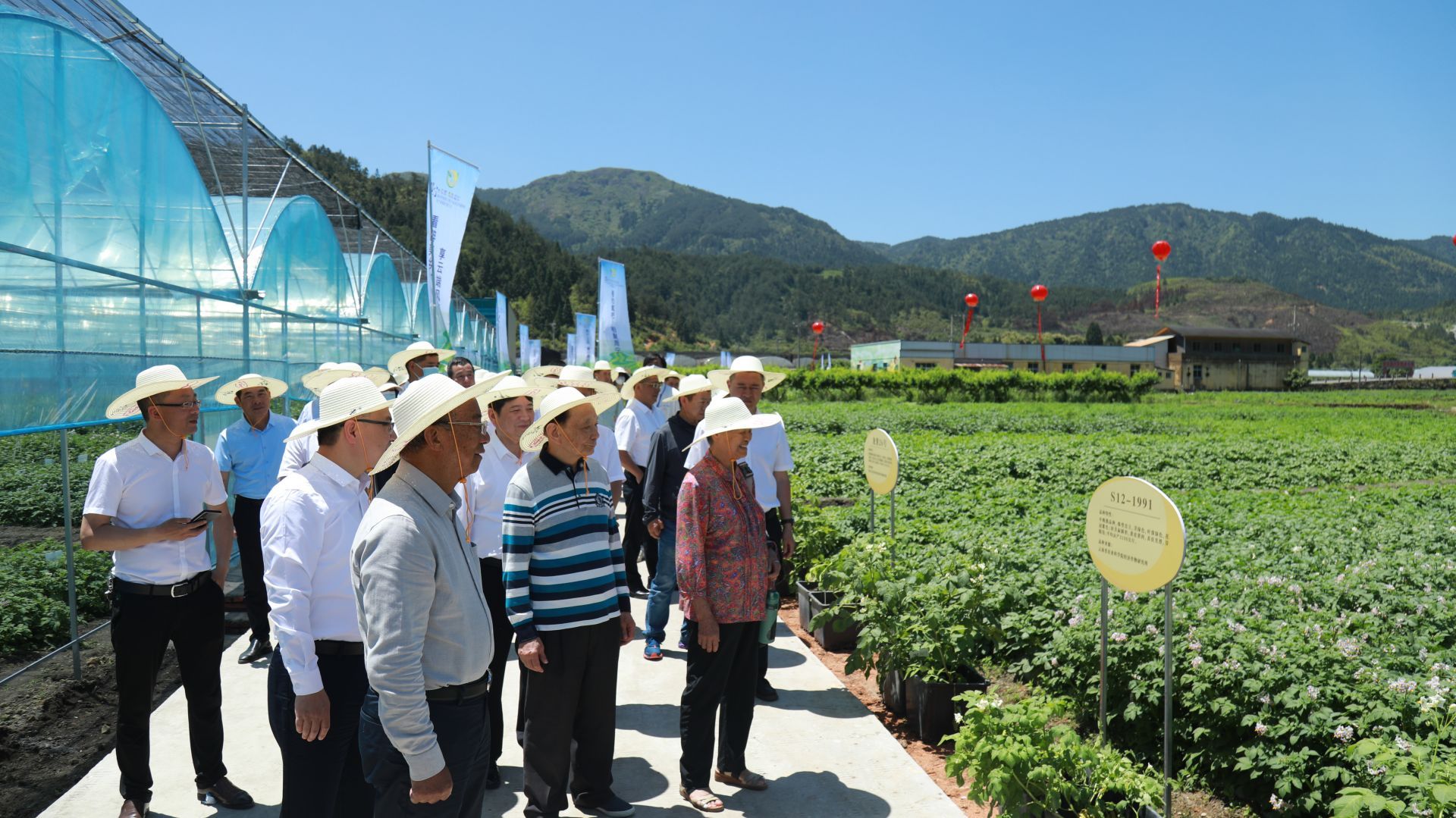 周寧土豆花盛放 薯類產(chǎn)業(yè)繪就富民新畫(huà)卷